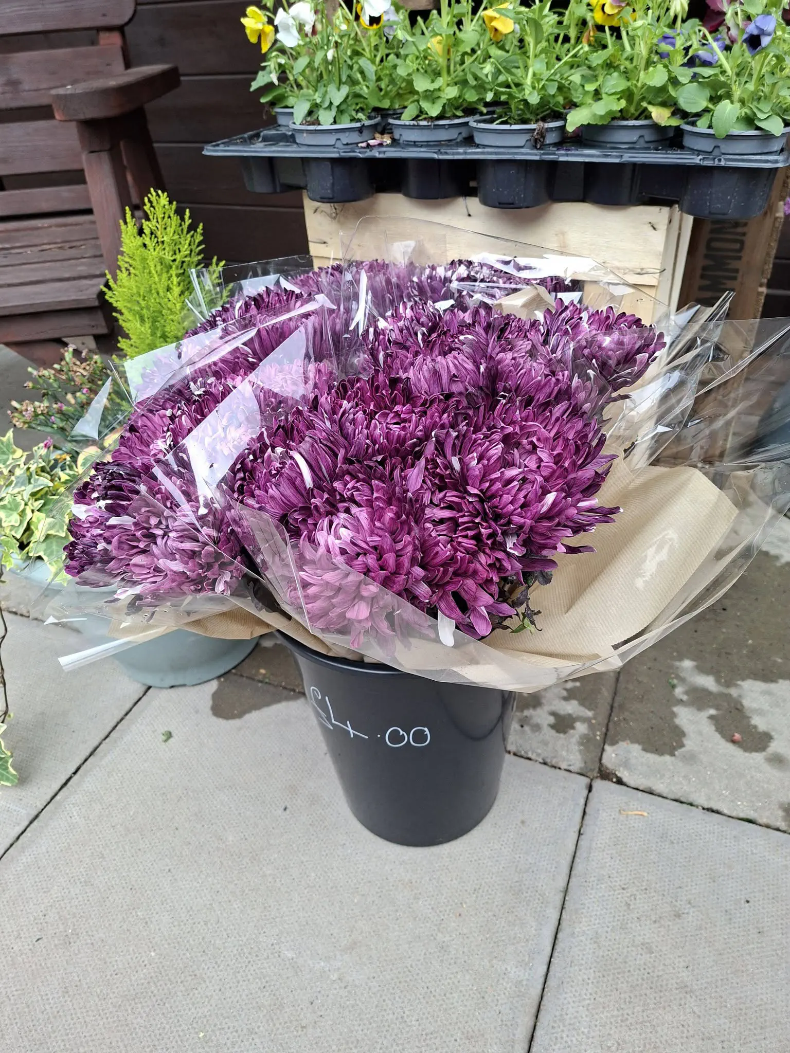 A bunch of purple chrysanthemums outside the shop, with trays of pansies behind.